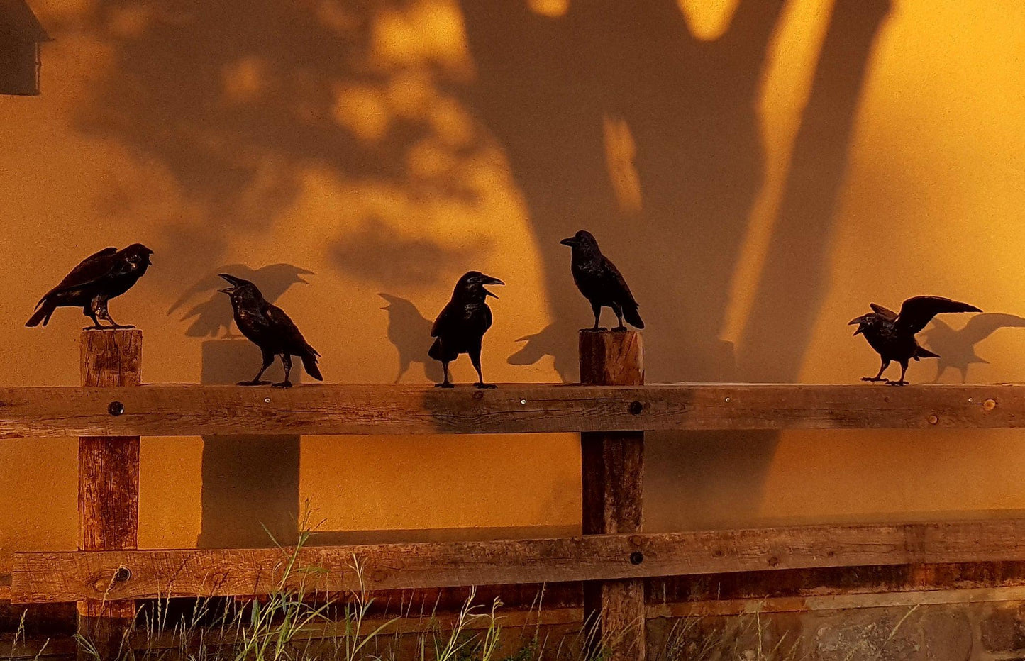 Board Meeting - Set of 5 Ravens
