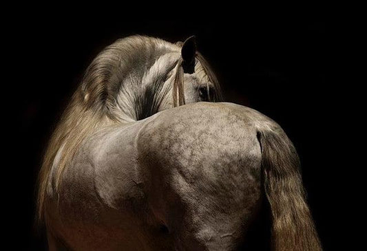 Grace-Photographic Print-Tony Stromberg-Sorrel Sky Gallery