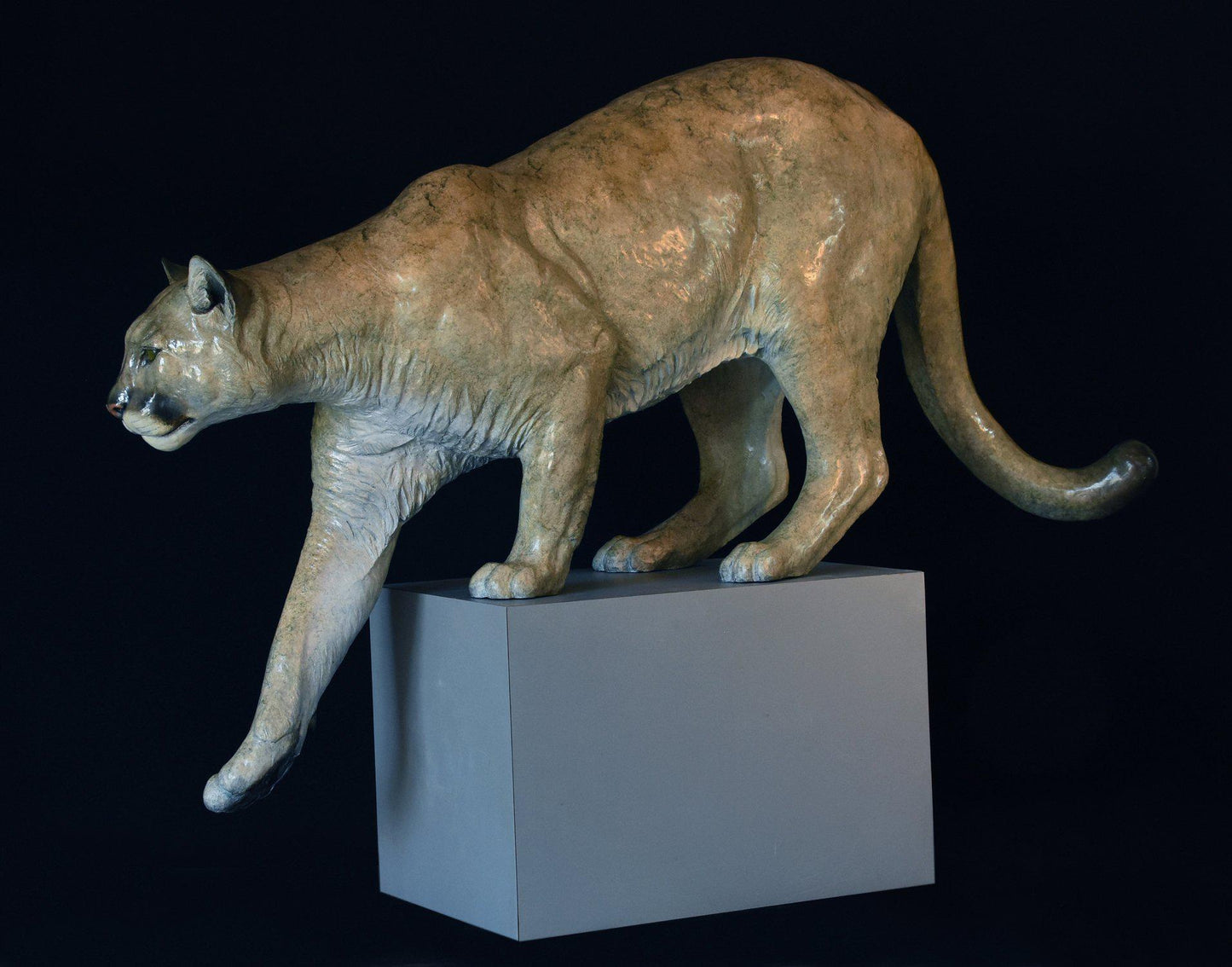 Cougar - Lifesize
