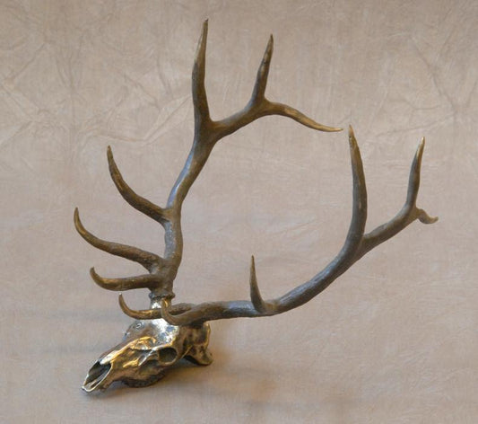 Elk Skull