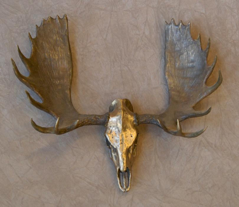Moose Skull
