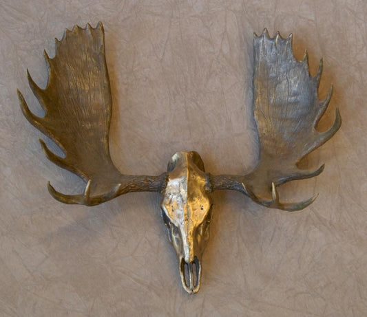 Moose Skull