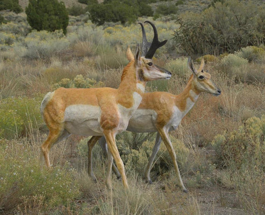 Pronghorn Antelope Buck