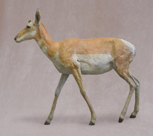 Pronghorn Antelope Doe