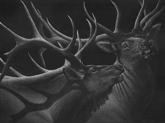 Patsy Davis-Sorrel Sky Gallery-Scratchboard-Before the Reign