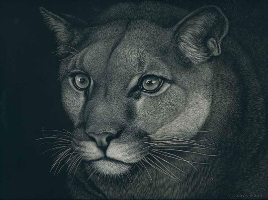 Patsy Davis-Sorrel Sky Gallery-Scratchboard-Neighborhood Watch