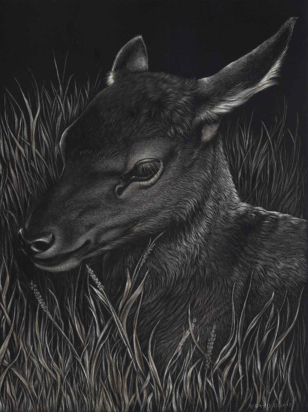 Patsy Davis-Sorrel Sky Gallery-Scratchboard-Reign Dance