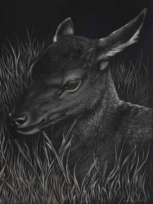 Patsy Davis-Sorrel Sky Gallery-Scratchboard-Reign Dance