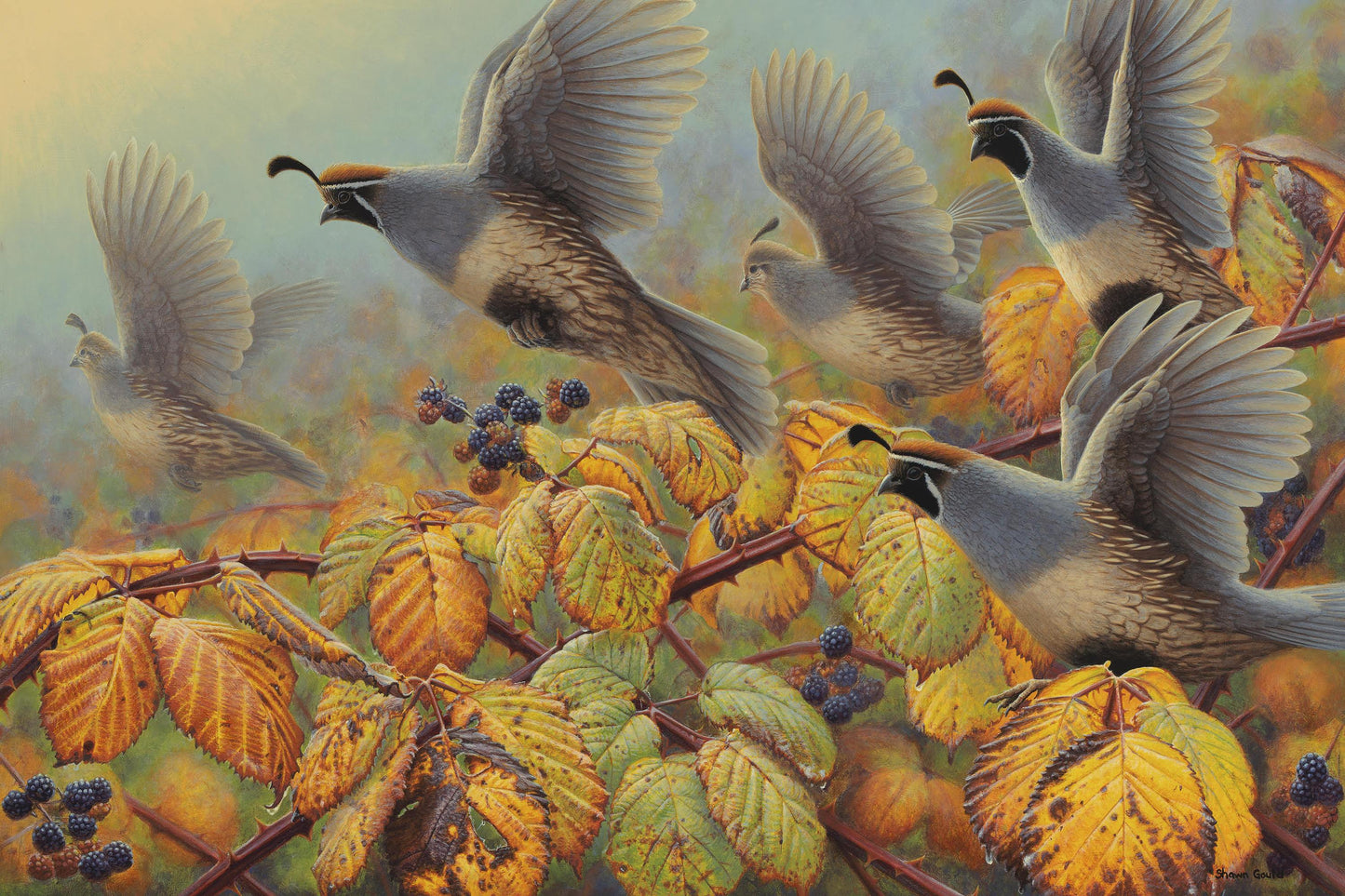 Gambel’s Flush-Painting-Shawn Gould-Sorrel Sky Gallery