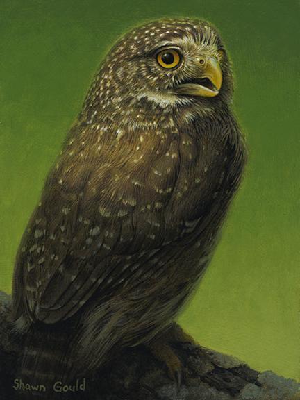 Little Hunter-Painting-Shawn Gould-Sorrel Sky Gallery