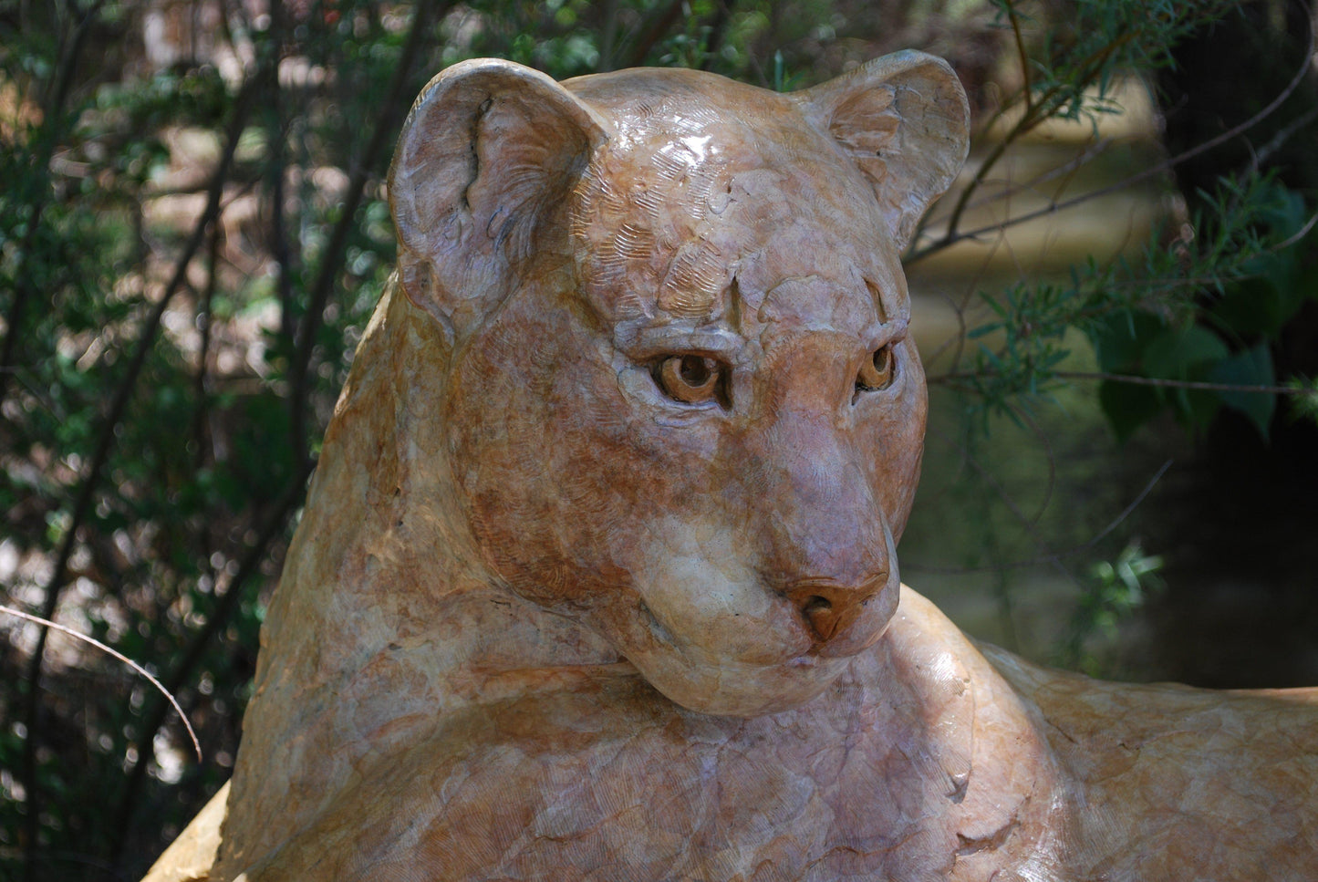 Catamount - Set of 2 Mountain Lions