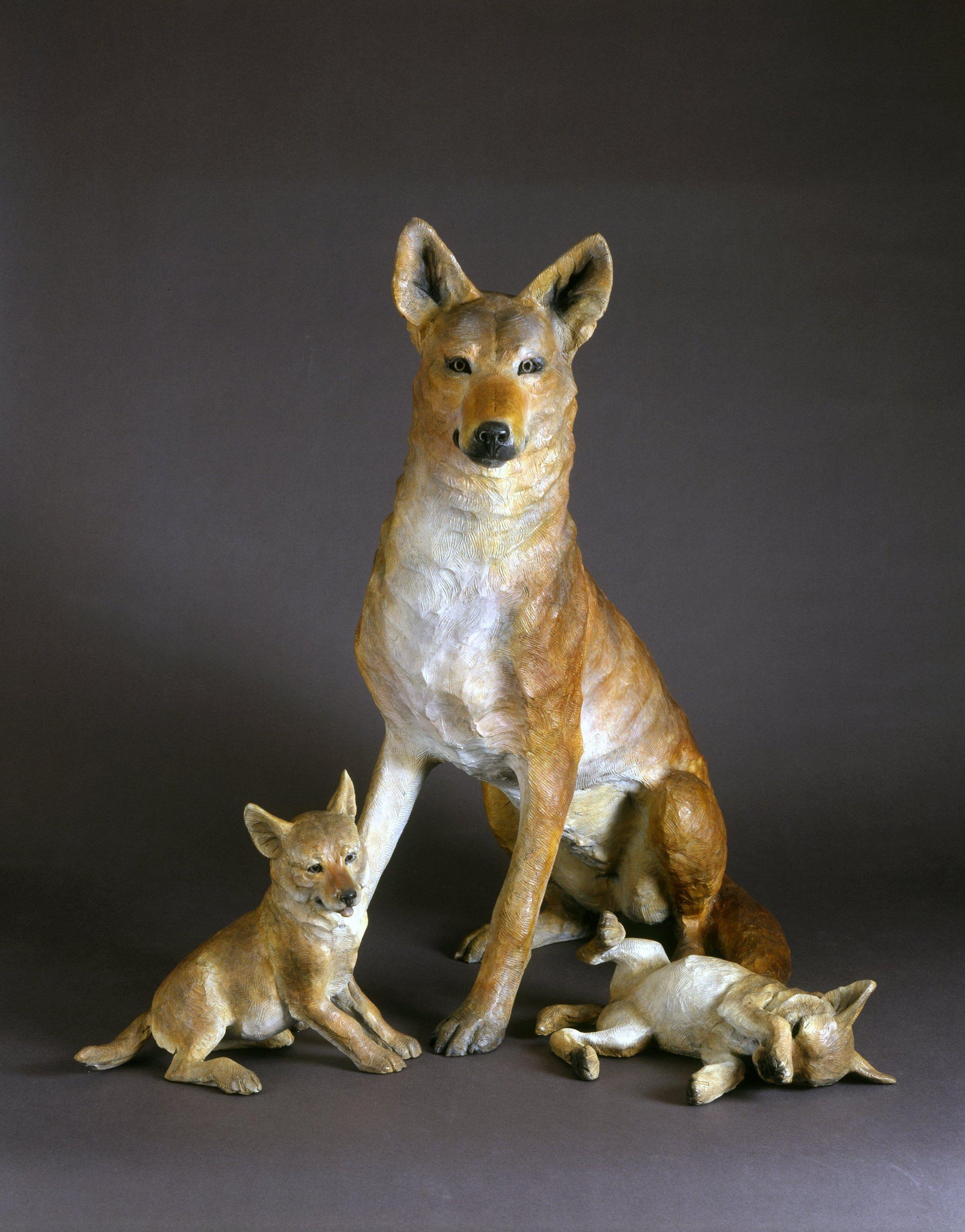 Coyote Family