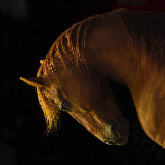 Ace-Photographic Print-Tony Stromberg-Sorrel Sky Gallery