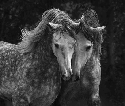 black and white photograph of two nuzzling horses