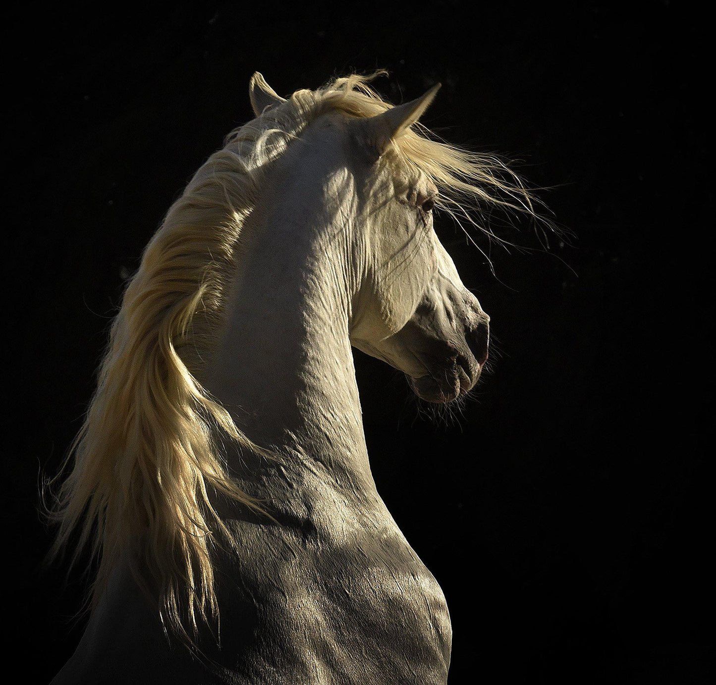 Conquistador-Photographic Print-Tony Stromberg-Sorrel Sky Gallery