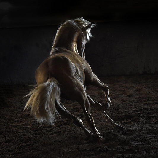 Dancer-Photographic Print-Tony Stromberg-Sorrel Sky Gallery