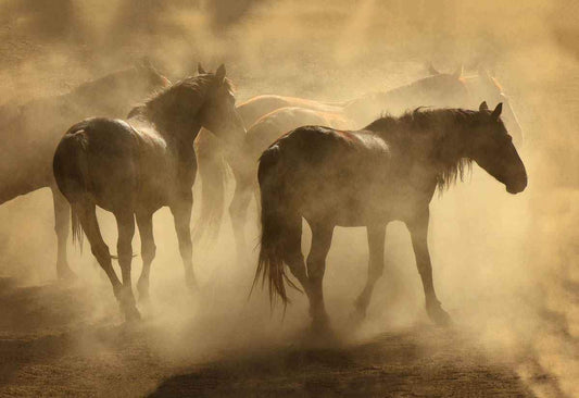 Dusty-Photographic Print-Tony Stromberg-Sorrel Sky Gallery