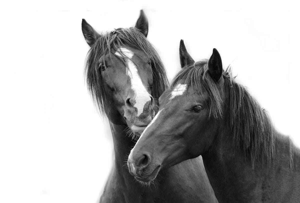 Friends-Photographic Print-Tony Stromberg-Sorrel Sky Gallery