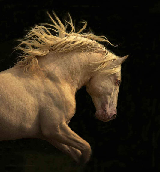 Kieto Profile-Photographic Print-Tony Stromberg-Sorrel Sky Gallery