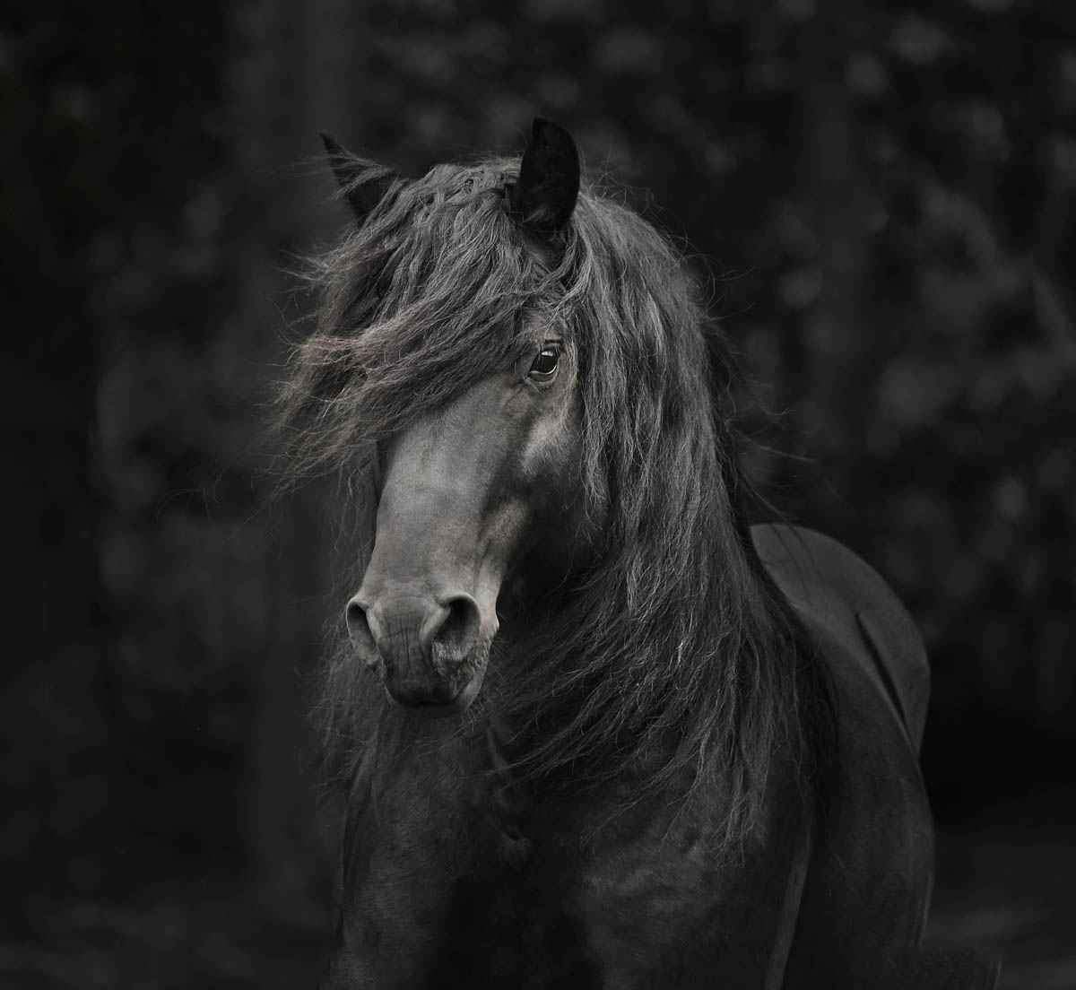 Merlin-Photographic Print-Tony Stromberg-Sorrel Sky Gallery