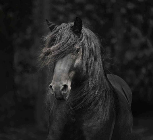 Merlin-Photographic Print-Tony Stromberg-Sorrel Sky Gallery