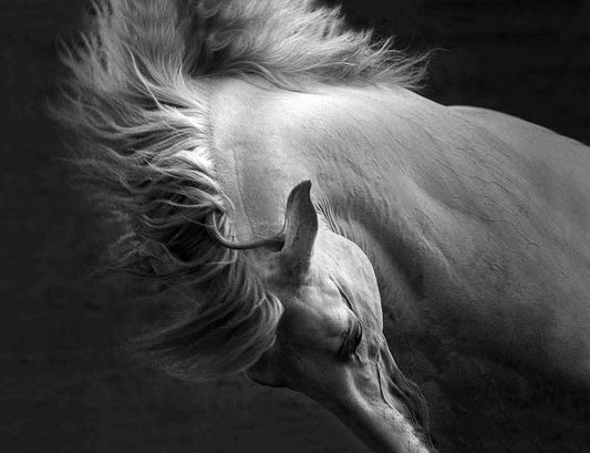 Nautilus-Photographic Print-Tony Stromberg-Sorrel Sky Gallery