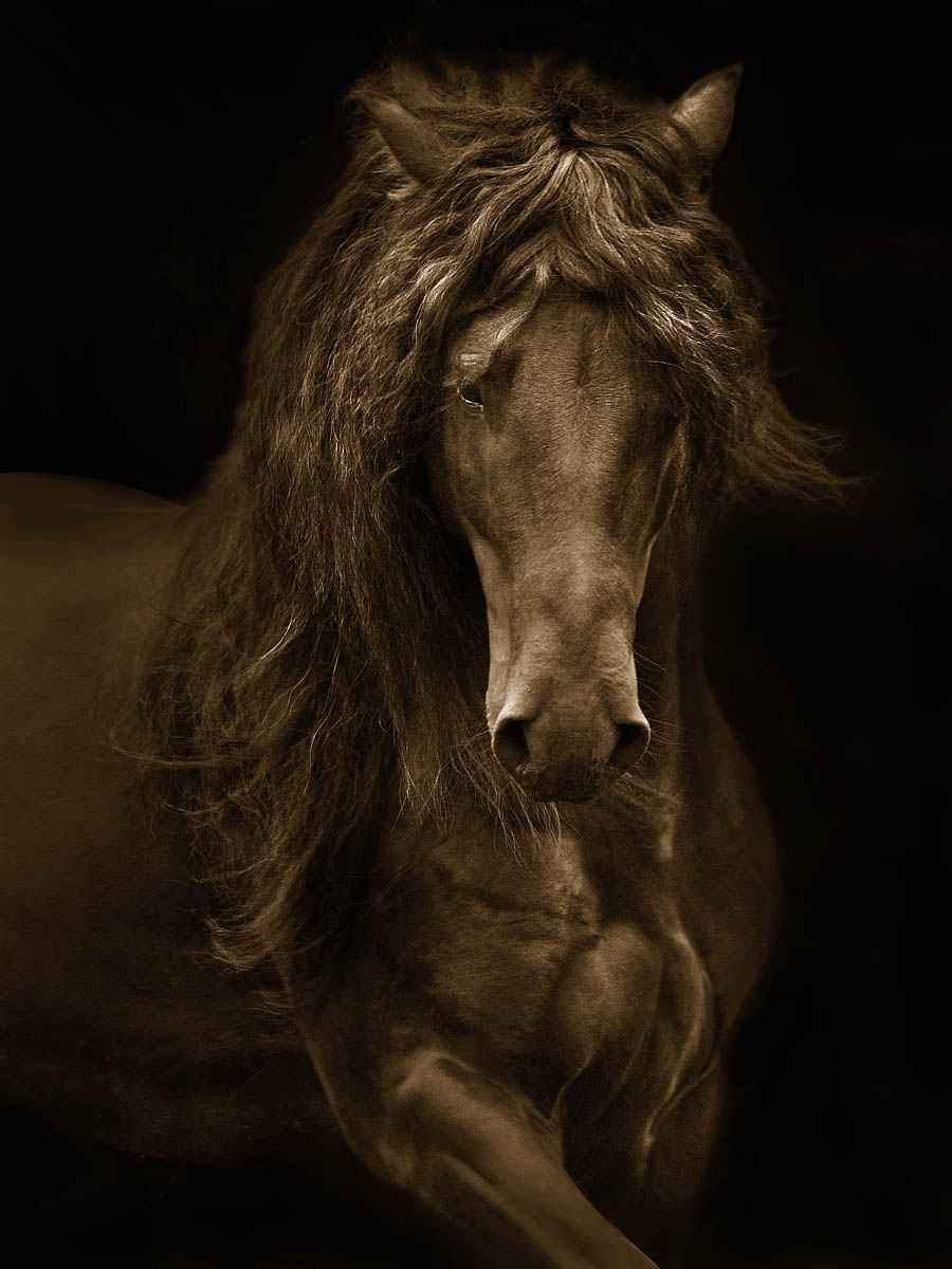 Regal - Framed-Photographic Print-Tony Stromberg-Sorrel Sky Gallery