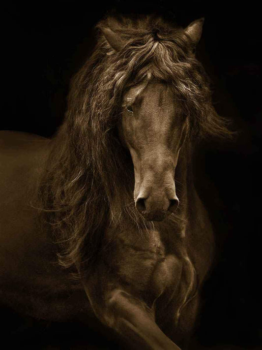 Regal - Framed-Photographic Print-Tony Stromberg-Sorrel Sky Gallery