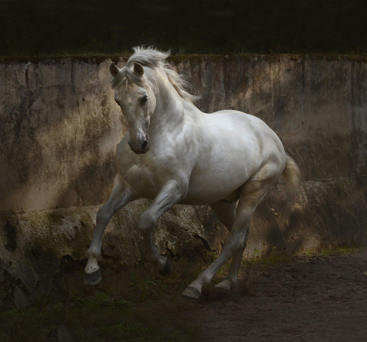 Rembrandt-Photographic Print-Tony Stromberg-Sorrel Sky Gallery