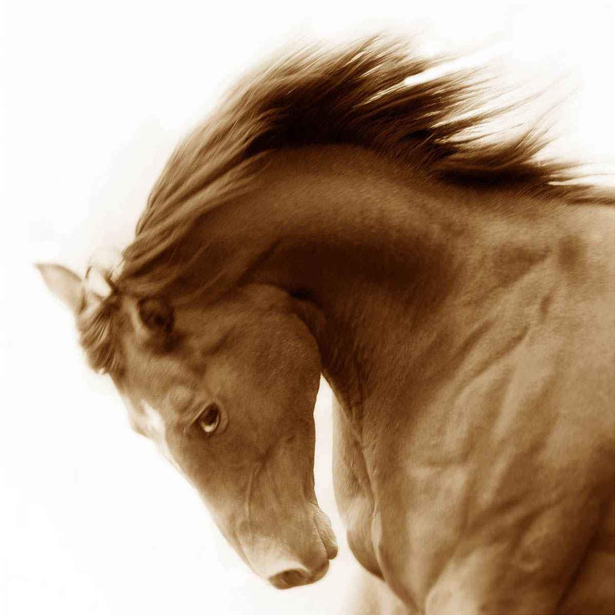 Sapphire-Photographic Print-Tony Stromberg-Sorrel Sky Gallery