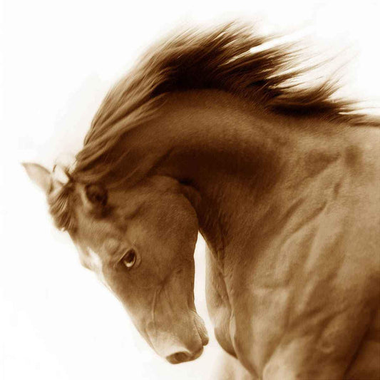Sapphire-Photographic Print-Tony Stromberg-Sorrel Sky Gallery