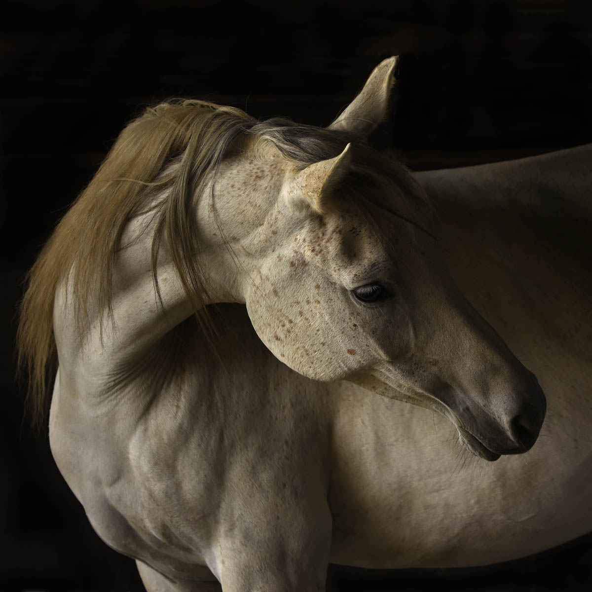 Shalah - Framed-Photographic Print-Tony Stromberg-Sorrel Sky Gallery