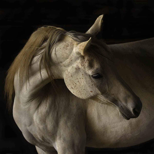 Shalah - Framed-Photographic Print-Tony Stromberg-Sorrel Sky Gallery