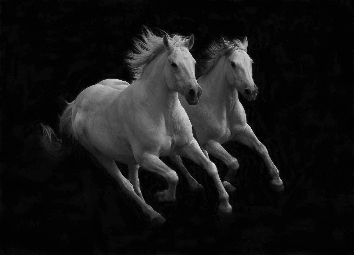 Tandem - Framed-Photographic Print-Tony Stromberg-Sorrel Sky Gallery