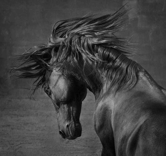 Wild at Heart - Framed-Photographic Print-Tony Stromberg-Sorrel Sky Gallery