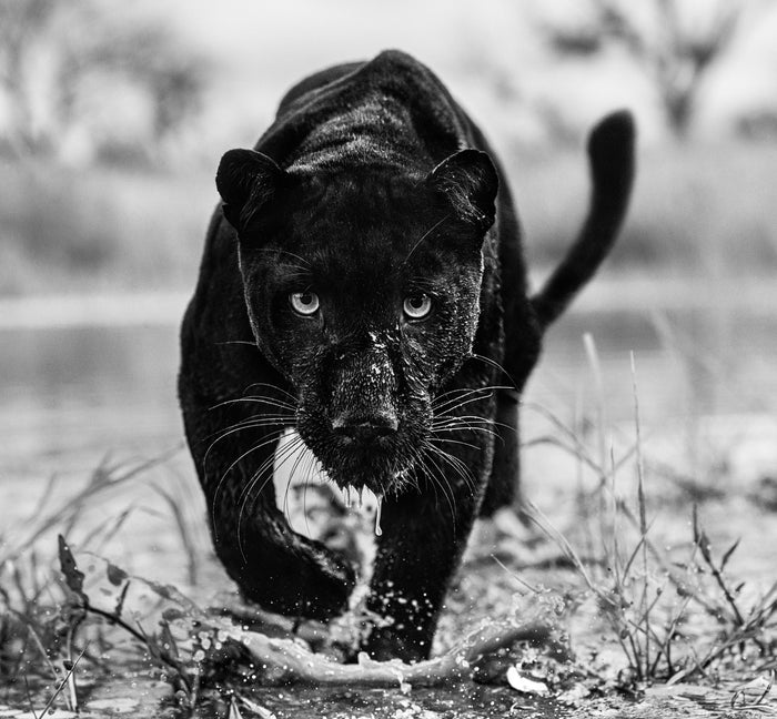 David Yarrow. Sorrel Sky Gallery. Santa Fe Art Gallery. Online Art Gallery.