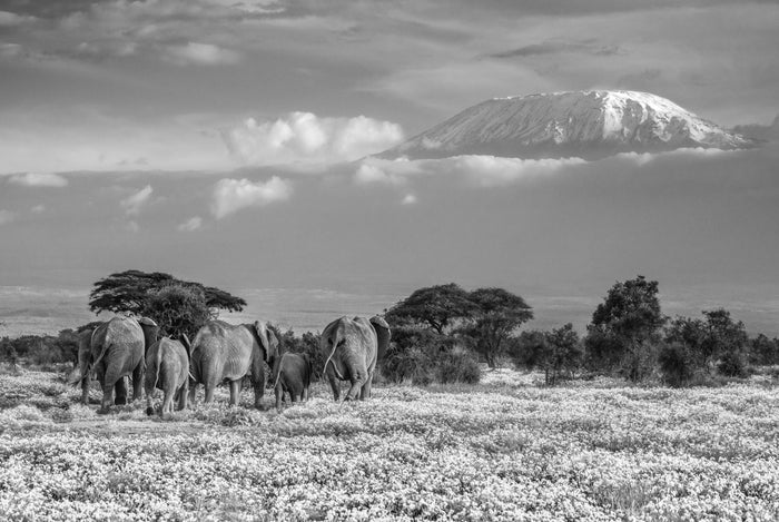 David Yarrow. Sorrel Sky Gallery. Santa Fe Art Gallery. Online Art Gallery.