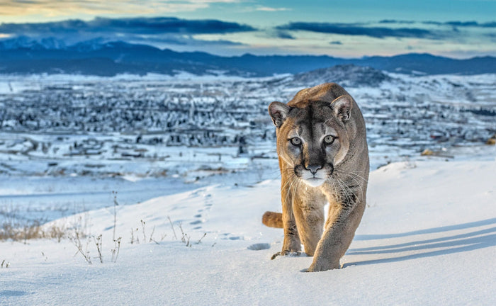 Puma. David Yarrow. Sorrel Sky Gallery artist. Online Art Gallery.