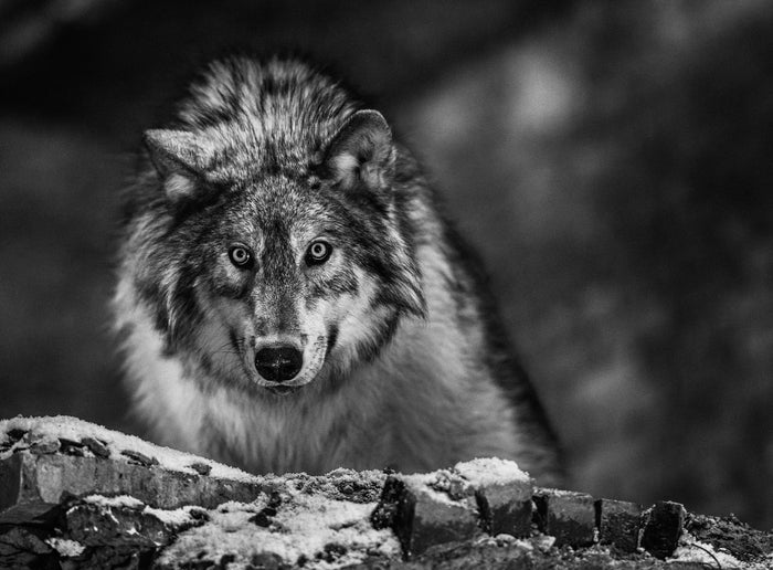 Wolf. David Yarrow. Sorrel Sky Gallery artist. Online Art Gallery.