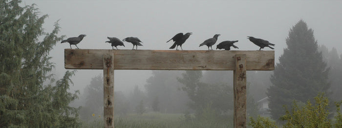 Sculpture Garden. Star York. Raven Sculptures.