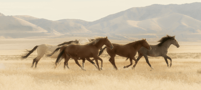 Horses in Art