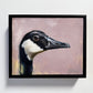 Canadian Goose-Painting-Aimee Hoover-Sorrel Sky Gallery