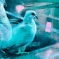 Kindred-Painting-Aimee Hoover-Sorrel Sky Gallery