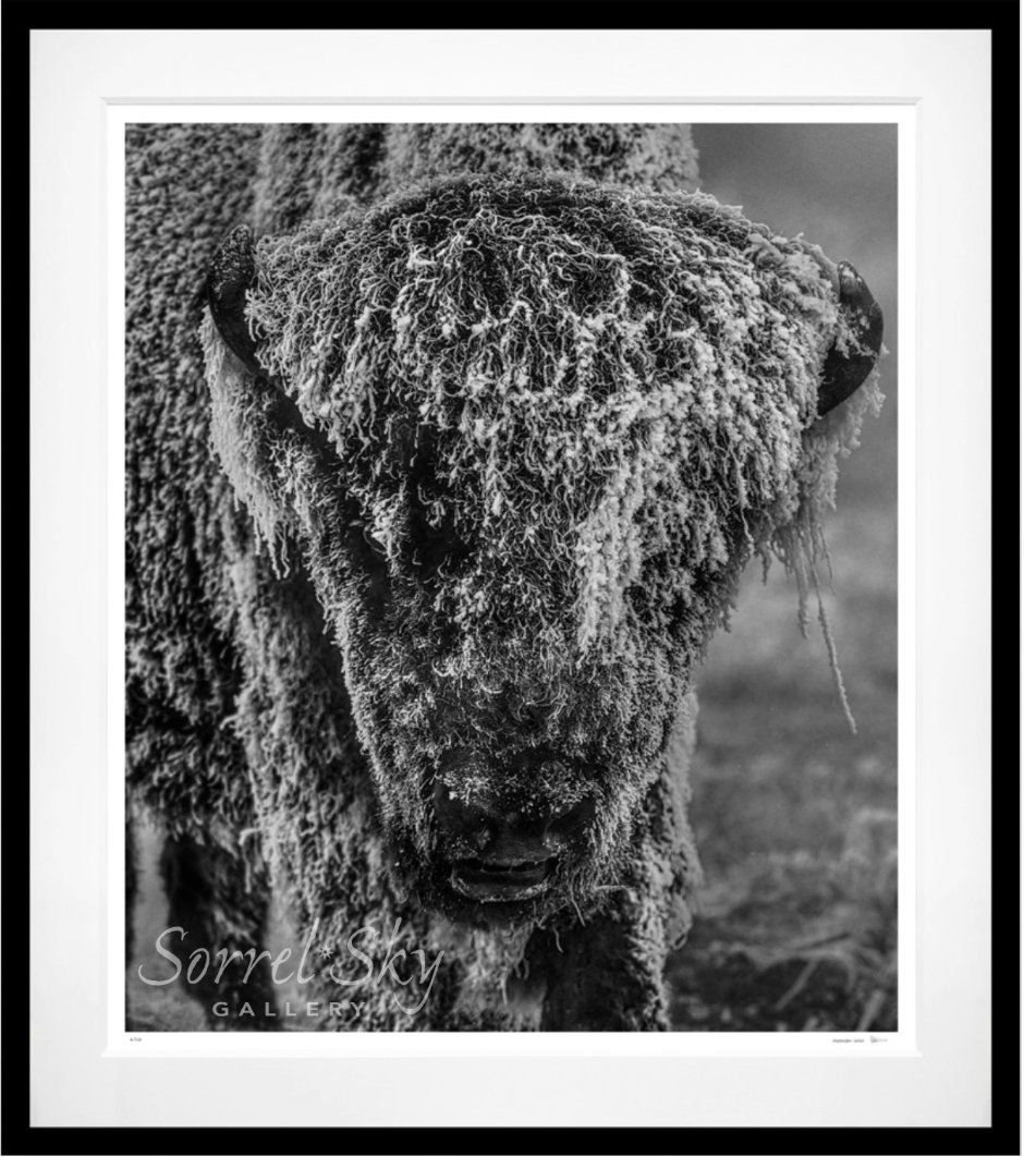 25 DEGREES BELOW-Photographic Print-David Yarrow-Sorrel Sky Gallery