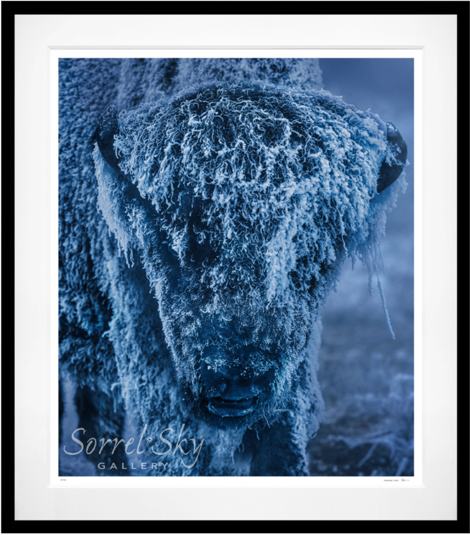25 DEGREES BELOW - Colour-Photographic Print-David Yarrow-Sorrel Sky Gallery