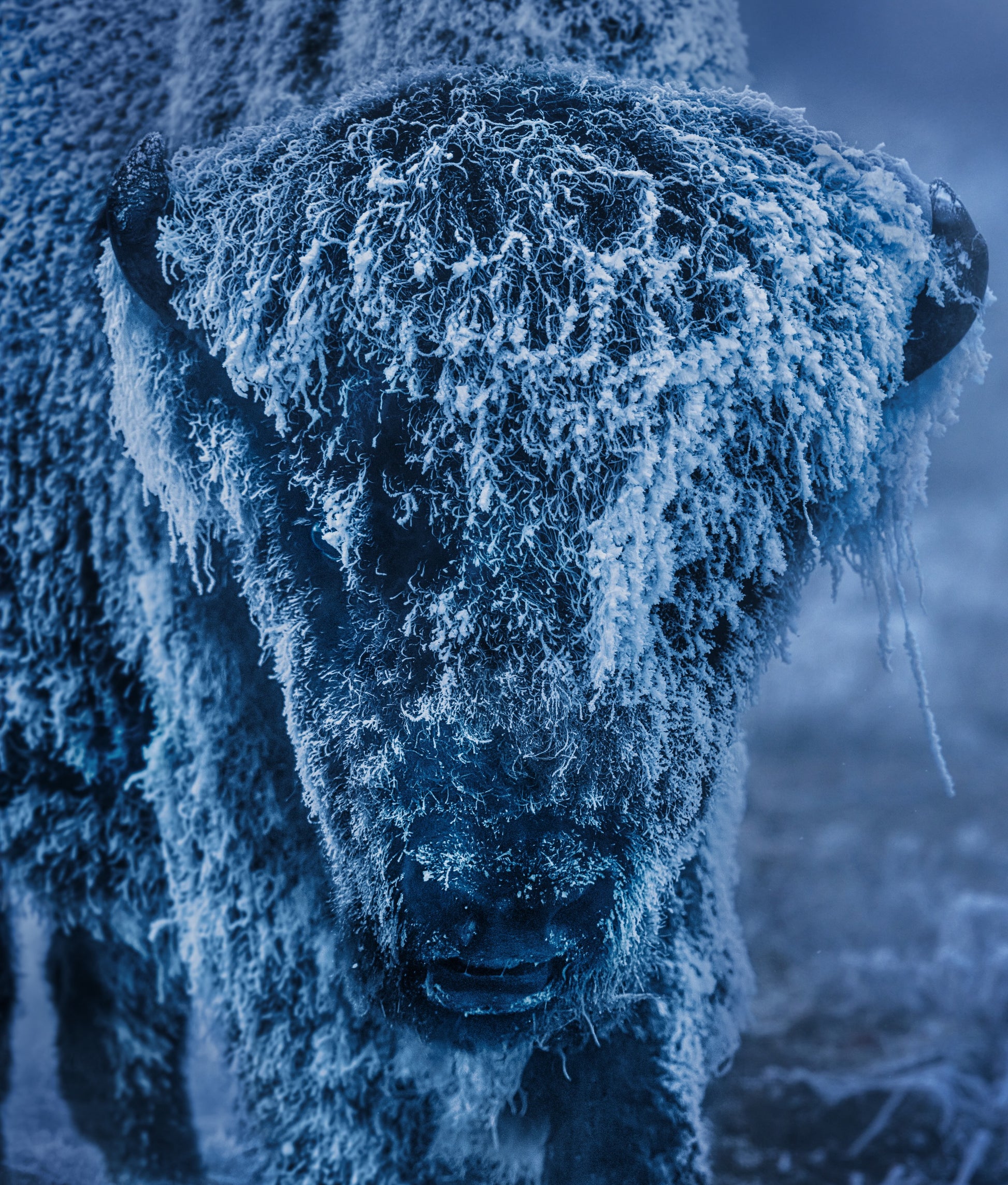 25 DEGREES BELOW - Colour-Photographic Print-David Yarrow-Sorrel Sky Gallery