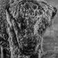 25 DEGREES BELOW-Photographic Print-David Yarrow-Sorrel Sky Gallery
