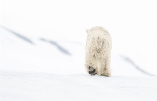 78 Degrees North (Colour)-Photographic Print-David Yarrow-Sorrel Sky Gallery