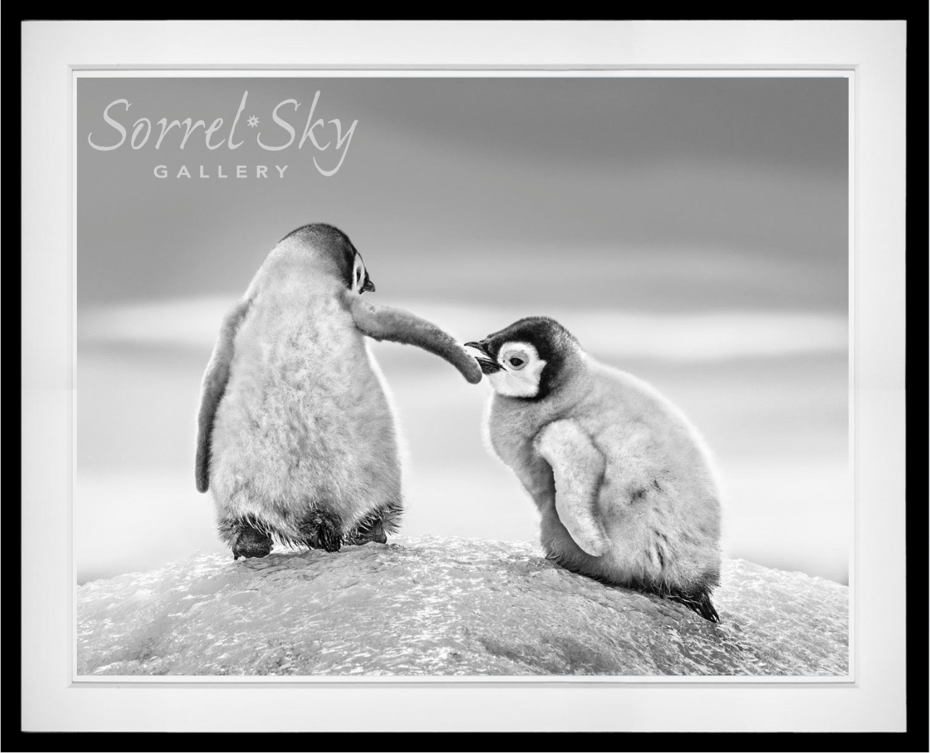 A Helping Hand-Photographic Print-David Yarrow-Sorrel Sky Gallery