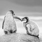 A Helping Hand-Photographic Print-David Yarrow-Sorrel Sky Gallery
